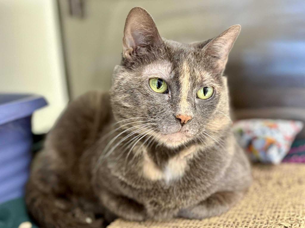 Enlarge Venora, a Adoptable mixed breed in New Kensington, PA image 6/6