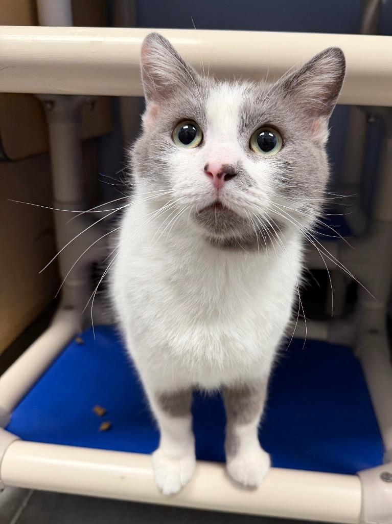 Enlarge Timberland, a Adoptable mixed breed in Cincinnati, OH image 1/3