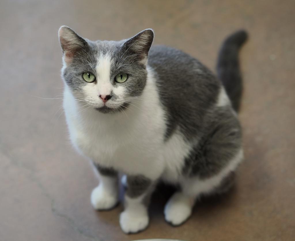 Enlarge Timberland, a Adoptable mixed breed in Cincinnati, OH image 2/3