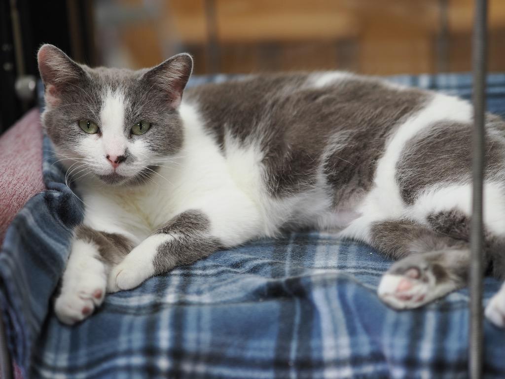 Enlarge Timberland, a Adoptable mixed breed in Cincinnati, OH image 3/3