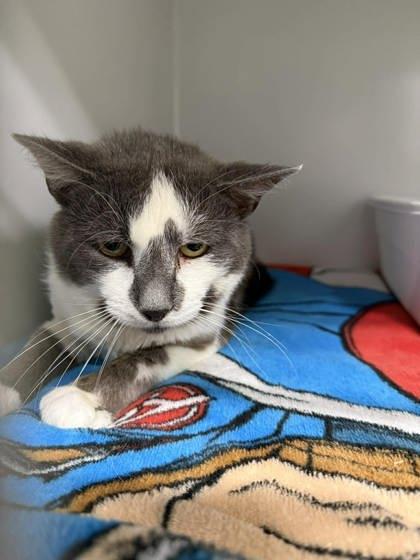 Meeko ( BARN CAT), ADOPTABLE, Adult Male Domestic Short Hair.