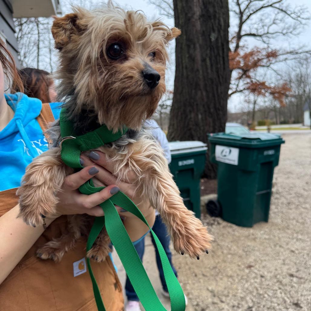 Enlarge Fig, a Adoptable Yorkshire Terrier in St. Charles, IL image 1/6
