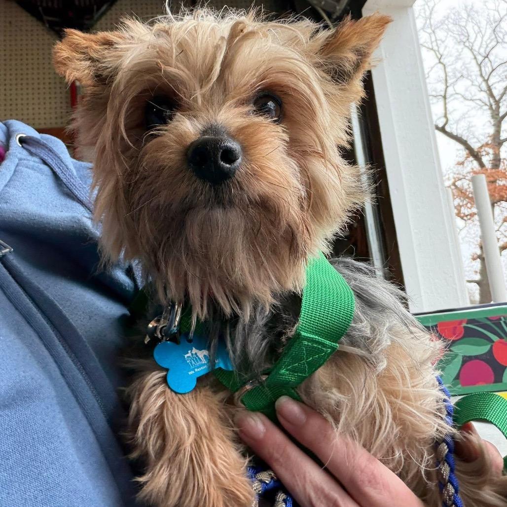 Enlarge Fig, a Adoptable Yorkshire Terrier in St. Charles, IL image 2/6