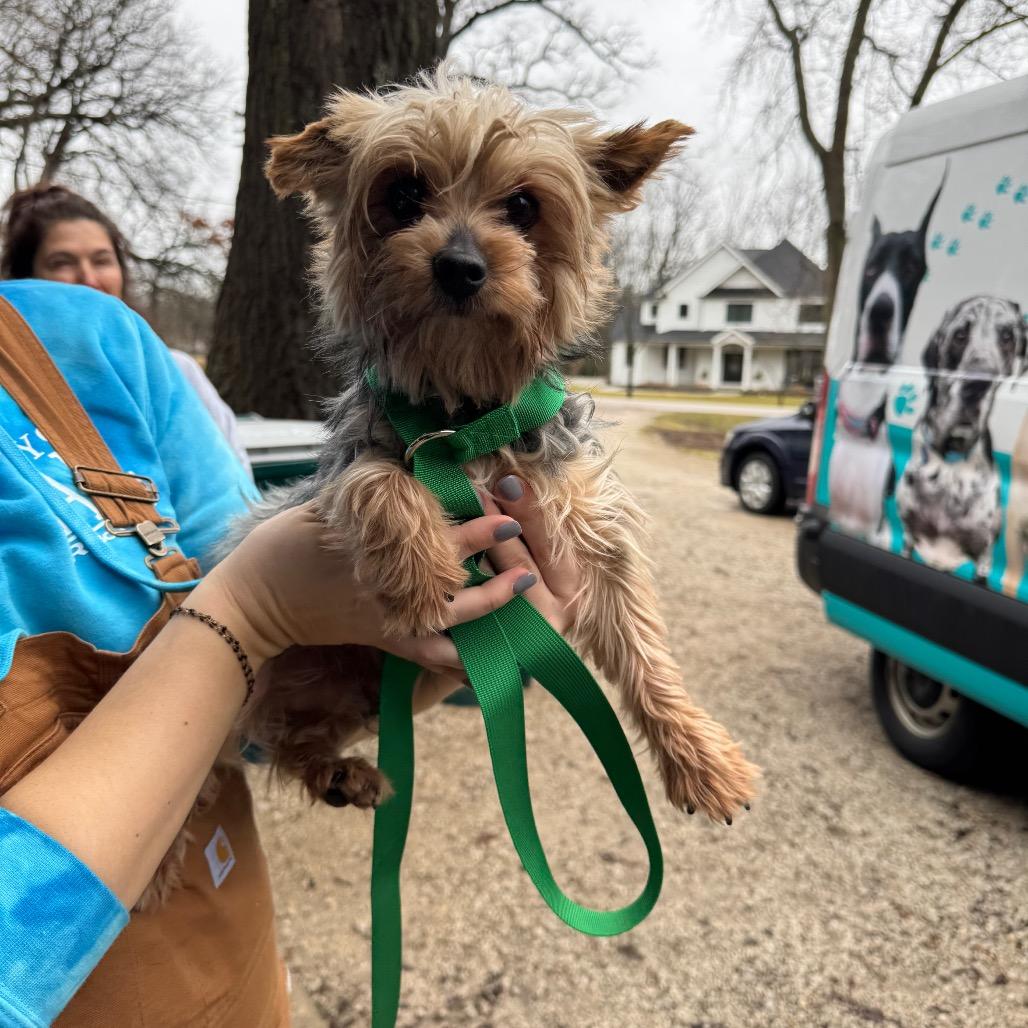 Enlarge Fig, a Adoptable Yorkshire Terrier in St. Charles, IL image 3/6
