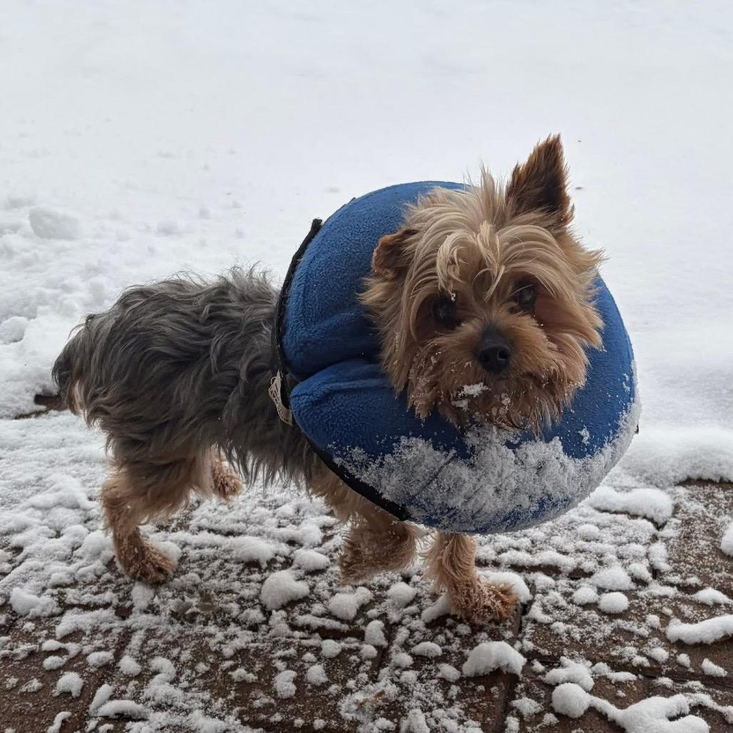 Enlarge Fig, a Adoptable Yorkshire Terrier in St. Charles, IL image 4/6
