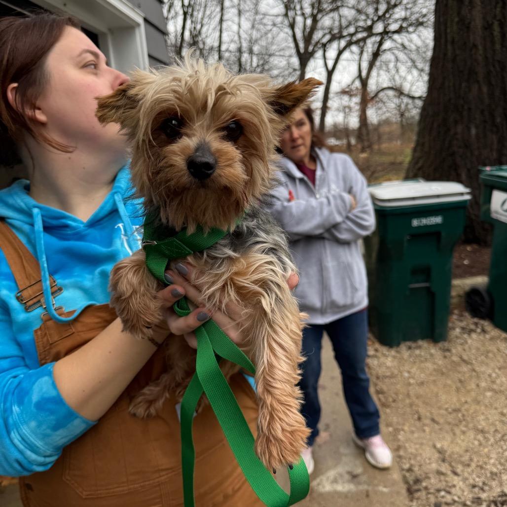 Enlarge Fig, a Adoptable Yorkshire Terrier in St. Charles, IL image 5/6
