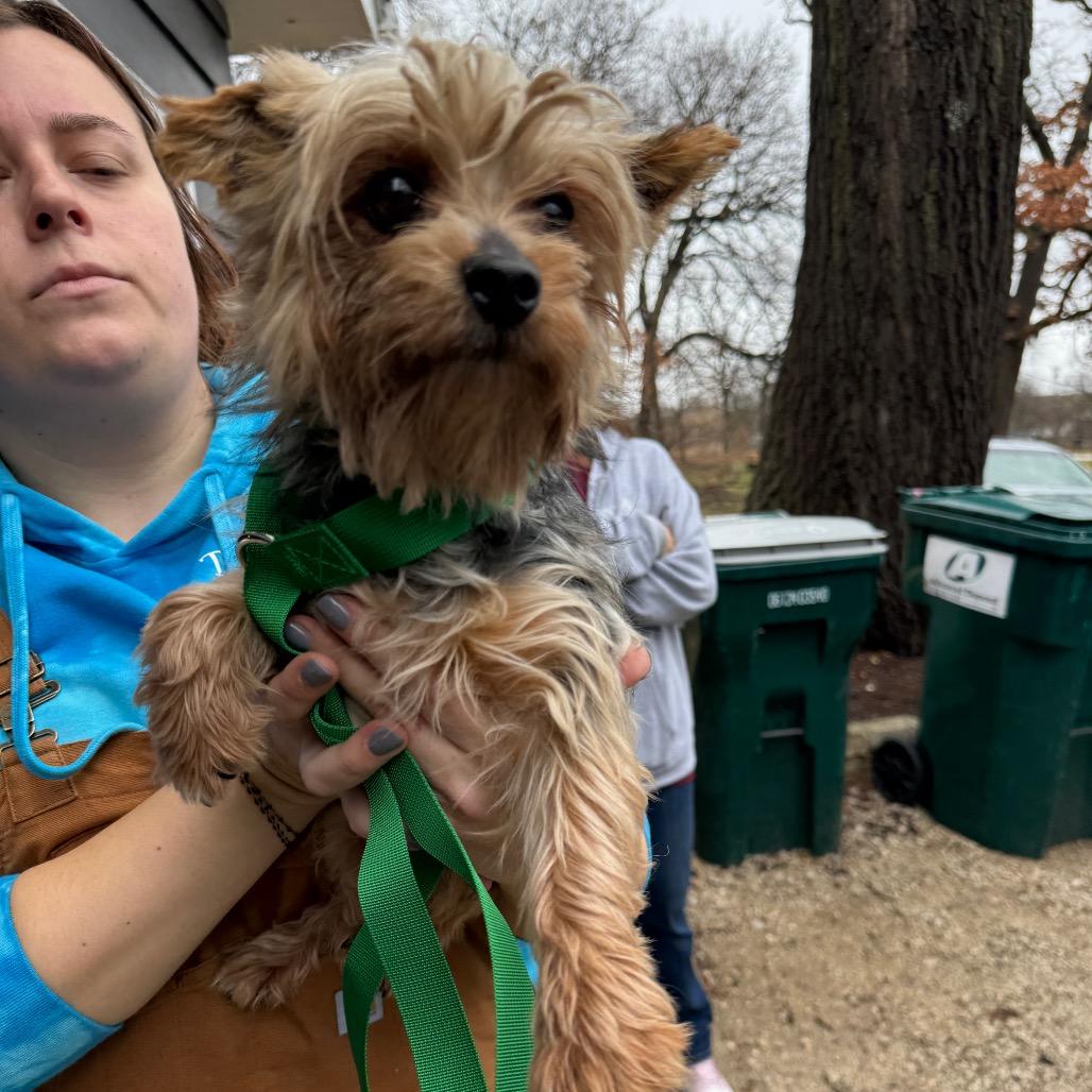 Enlarge Fig, a Adoptable Yorkshire Terrier in St. Charles, IL image 6/6