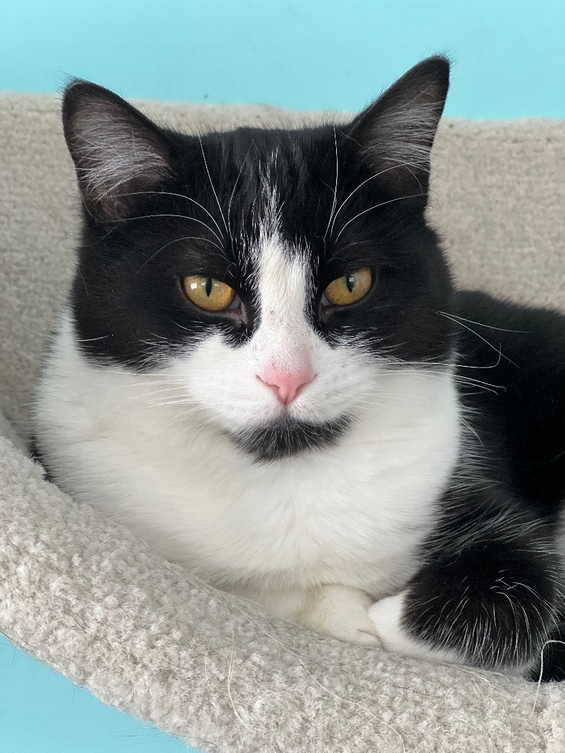 Tatianna, a Adoptable mixed breed in Arnprior, ON image 1/3