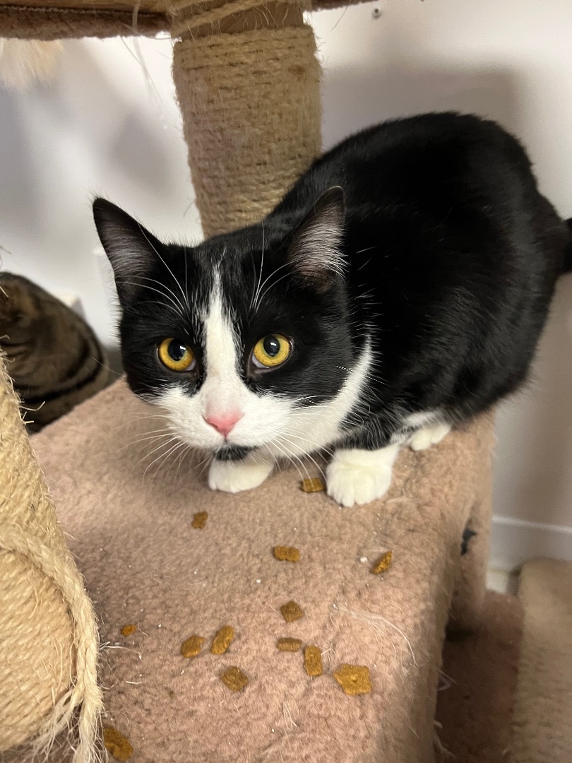 Tatianna, a Adoptable mixed breed in Arnprior, ON image 2/3