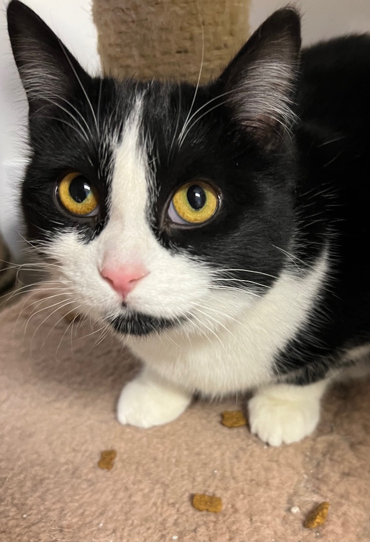 Tatianna, a Adoptable mixed breed in Arnprior, ON image 3/3