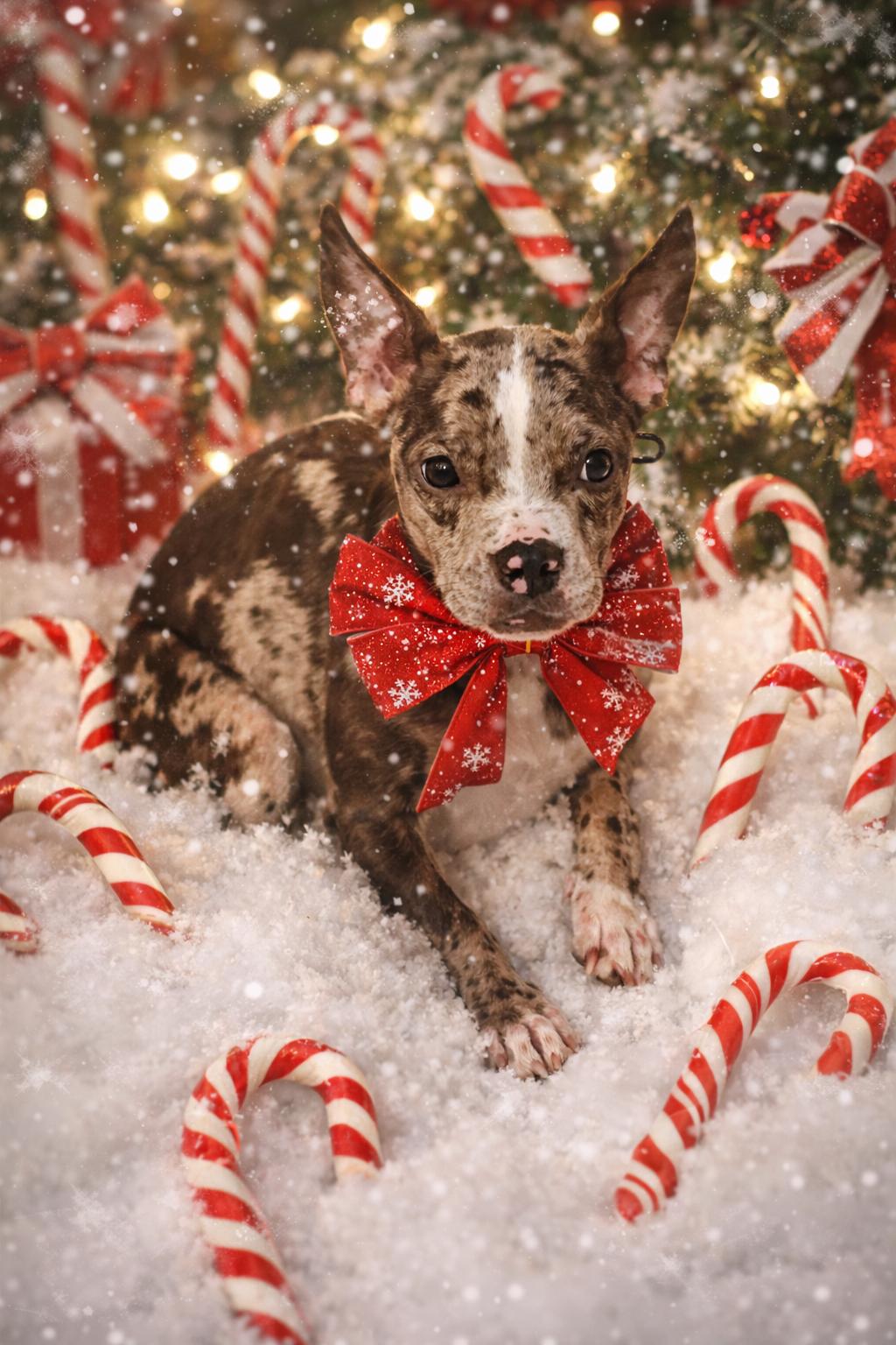 Enlarge Tilly, an adopted mixed breed in Oklahoma City, OK image 1/3