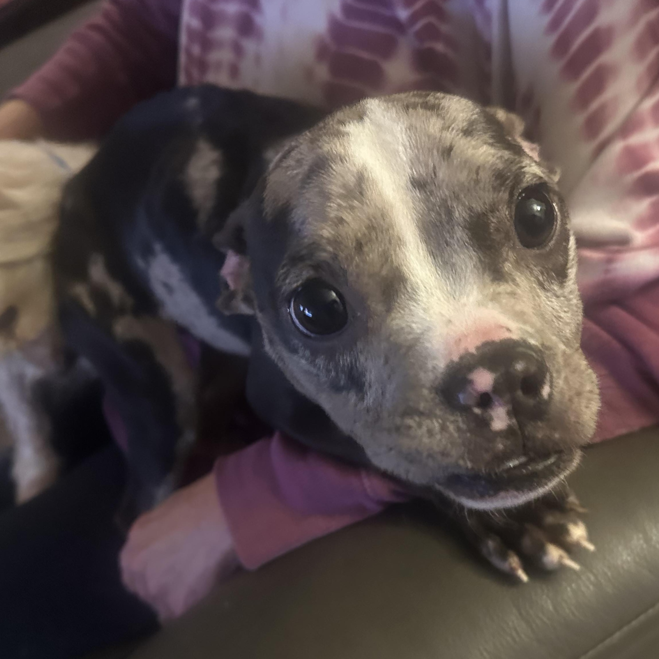 Enlarge Tilly, an adopted mixed breed in Oklahoma City, OK image 3/3