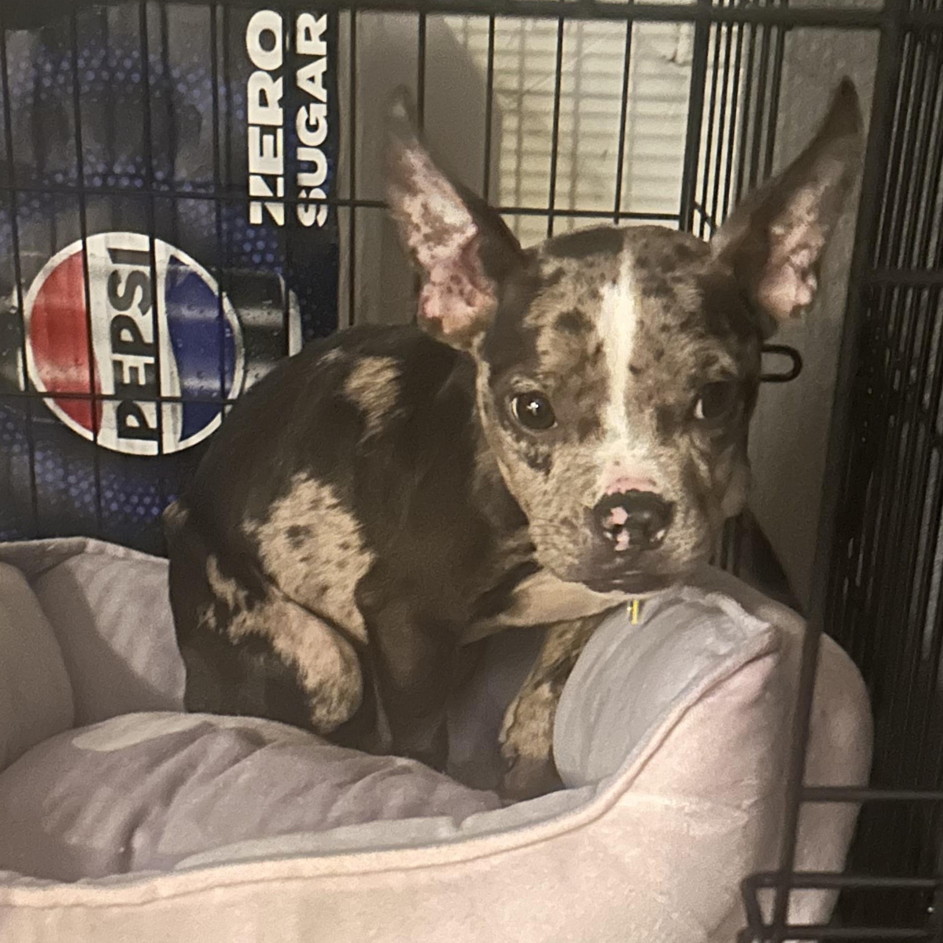 Enlarge Tilly, an adopted mixed breed in Oklahoma City, OK image 2/3