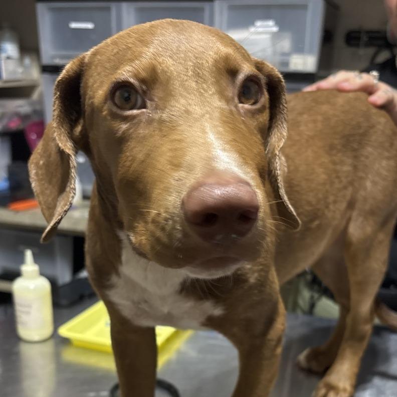 Enlarge Kona, a Adoptable Mixed Breed in Milton, FL image 1/1