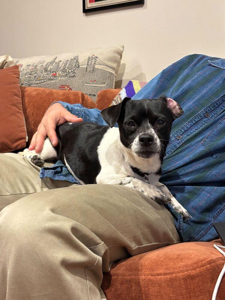 Red, Adoptable, Young Female Chihuahua & Dachshund.