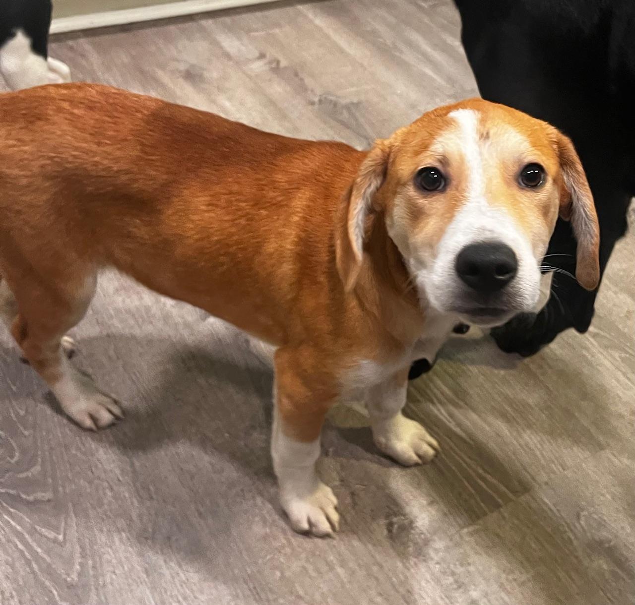 Martin, an adopted mixed breed in Minneapolis, MN image 3/4