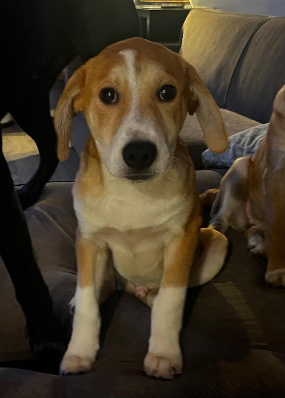 Martin, an adopted mixed breed in Minneapolis, MN image 4/4