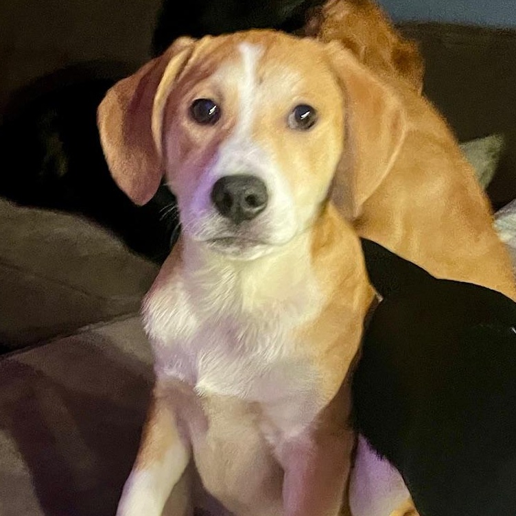 Martin, an adopted mixed breed in Minneapolis, MN image 1/4