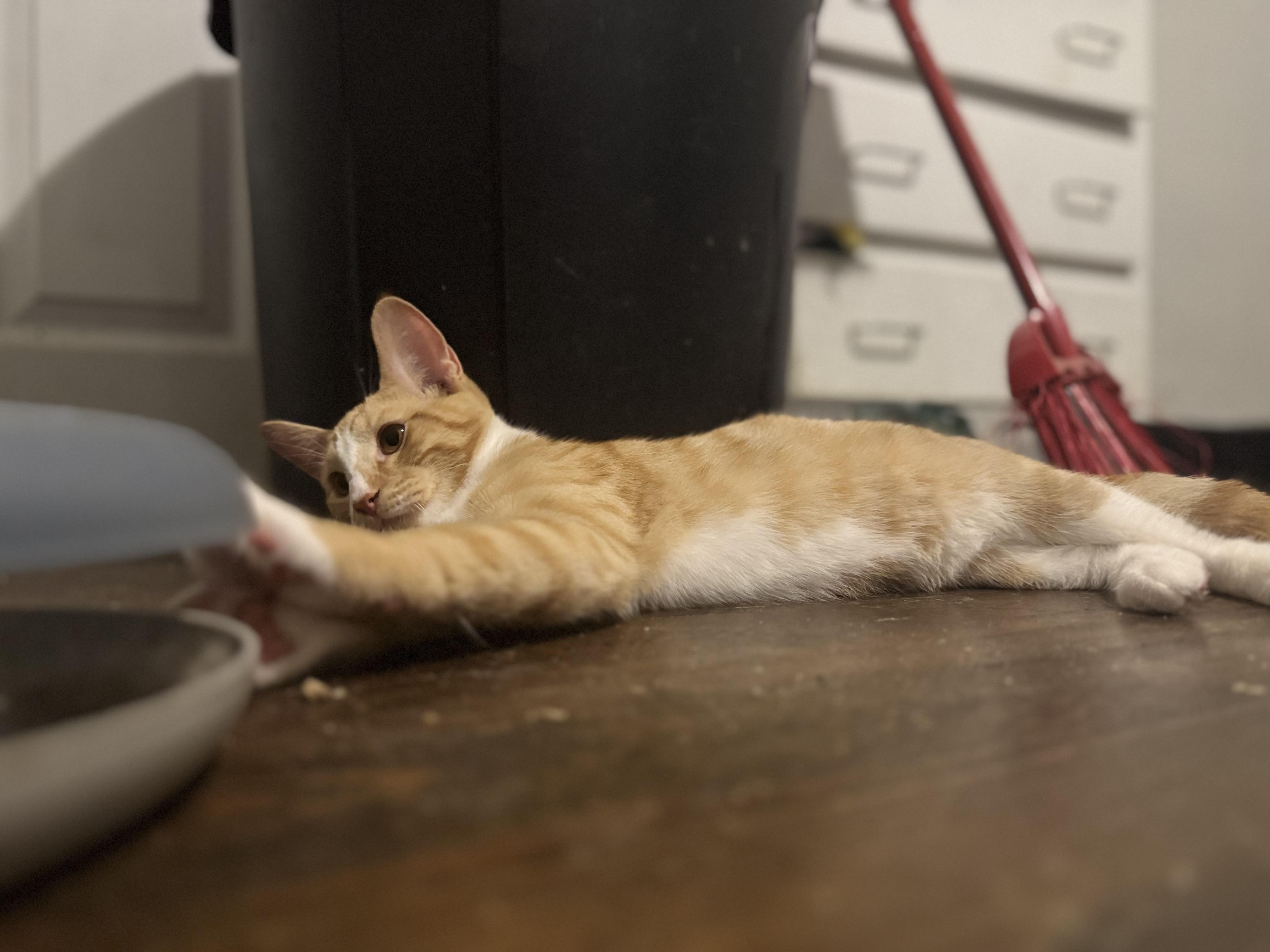 Enlarge Percy, a Adoptable Domestic Short Hair in Westville, NJ image 5/5