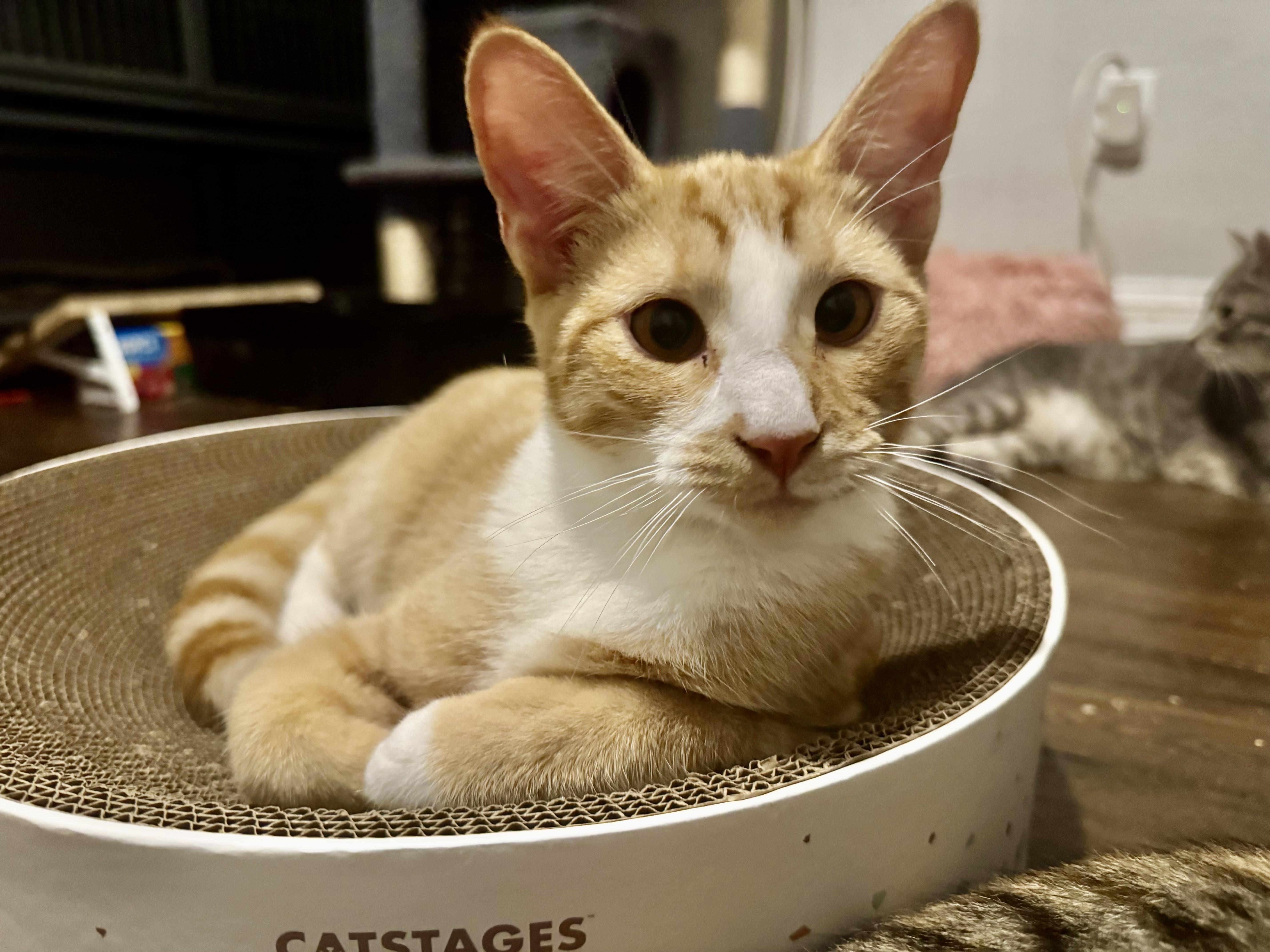 Percy, Adoptable, Kitten Male Domestic Short Hair.