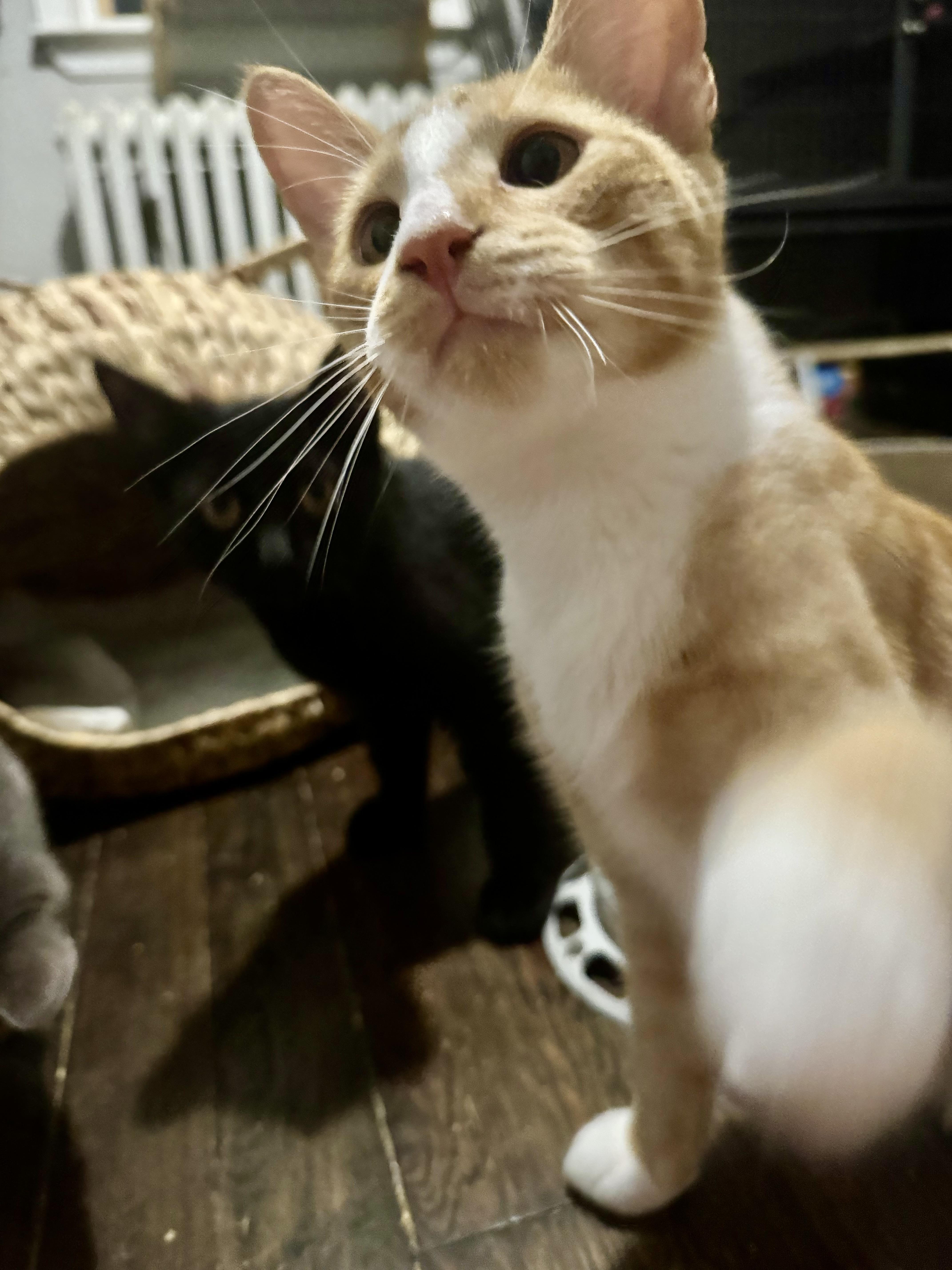 Enlarge Percy, a Adoptable Domestic Short Hair in Westville, NJ image 3/5
