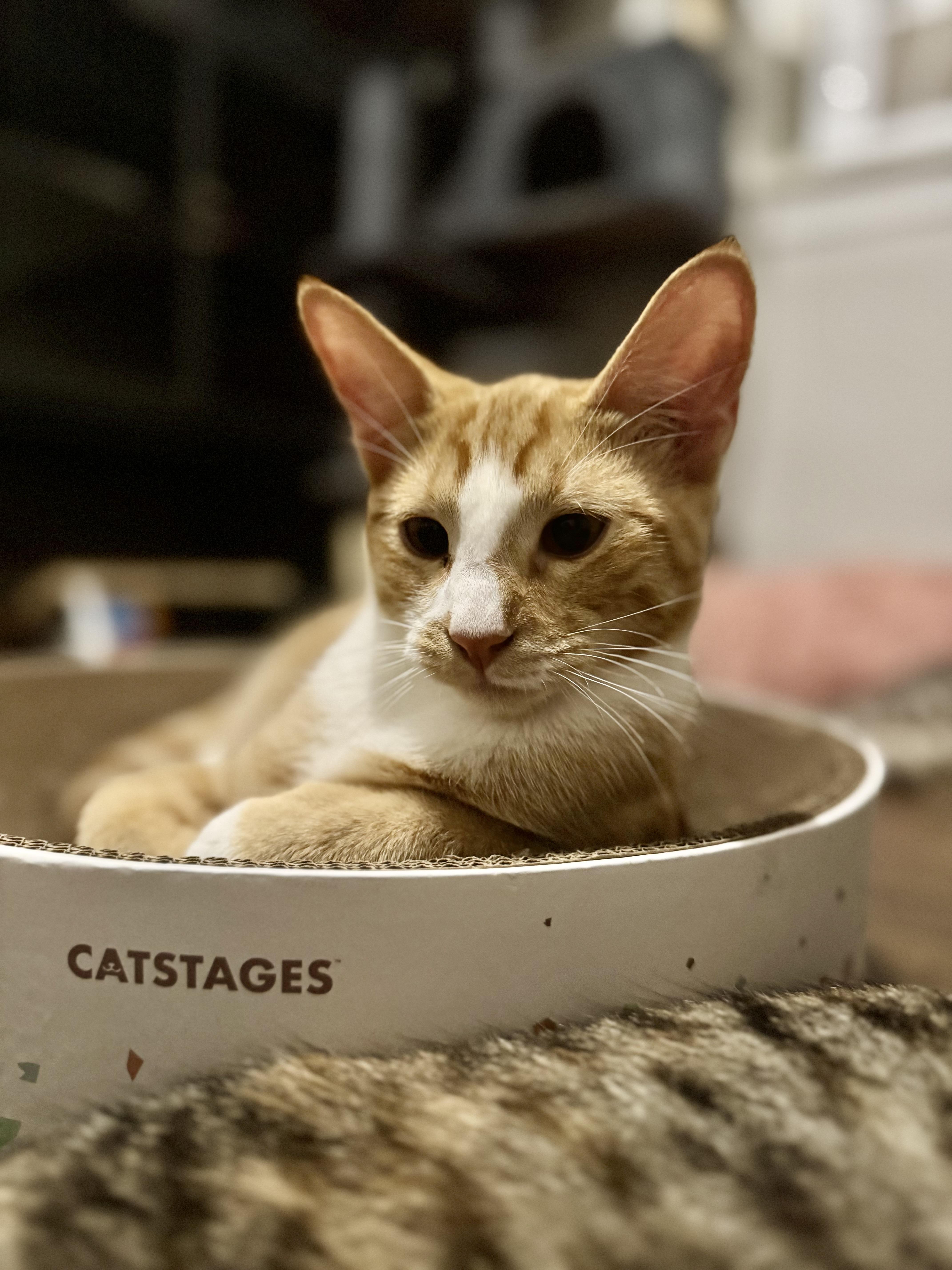 Enlarge Percy, a Adoptable Domestic Short Hair in Westville, NJ image 2/5