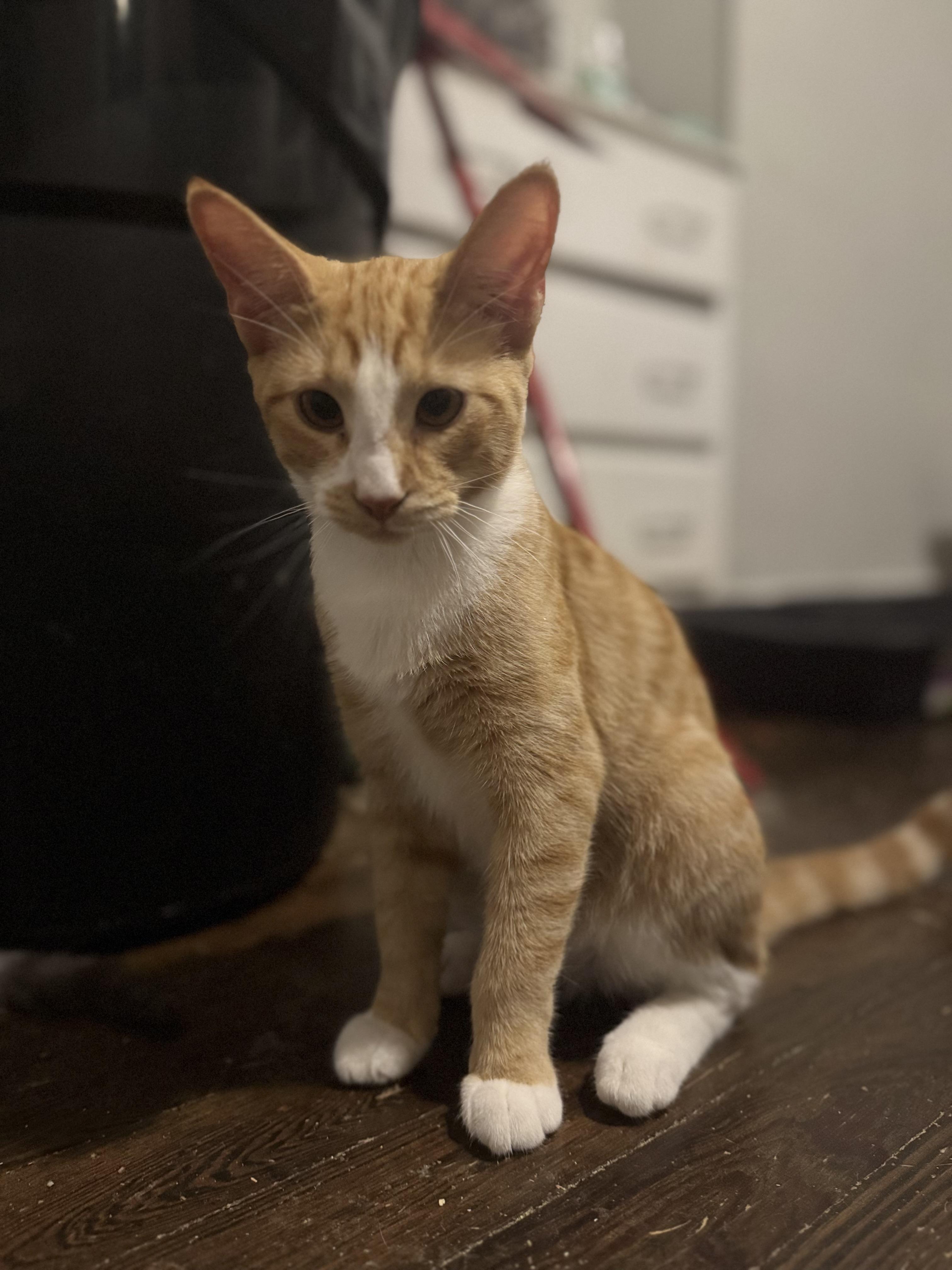Enlarge Percy, a Adoptable Domestic Short Hair in Westville, NJ image 4/5