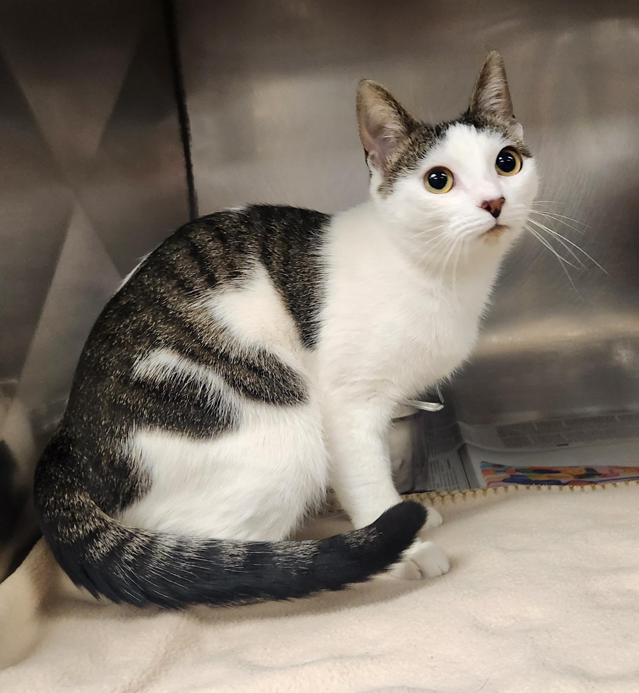 Enlarge Raven, a ADOPTABLE Domestic Short Hair in Clayton, NJ image 1/1