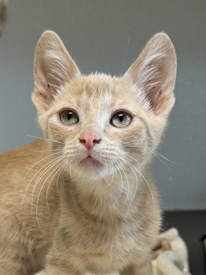 Enlarge Nirvana, a Adopted mixed breed in Tinley Park, IL image 2/5
