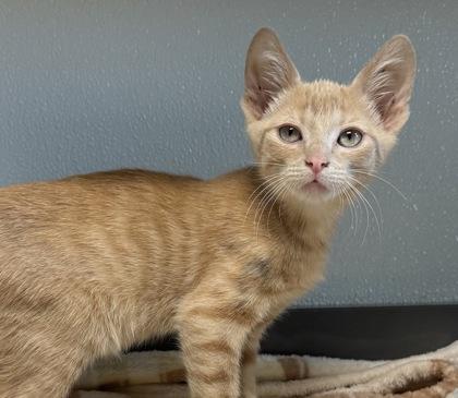 Enlarge Nirvana, a Adopted mixed breed in Tinley Park, IL image 3/5