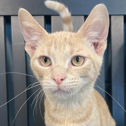 Enlarge Nirvana, a Adopted mixed breed in Tinley Park, IL image 4/5