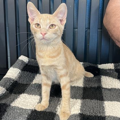 Nirvana, Adopted, Kitten Male Domestic Short Hair.