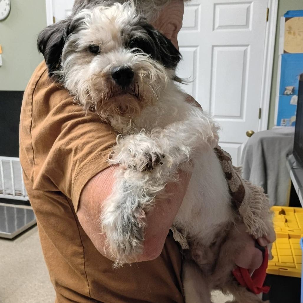 Frasier, Adoptable, Adult Male Parson Russell Terrier & Mixed Breed.