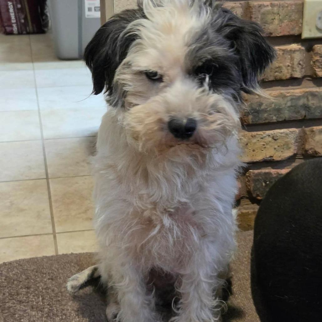 Enlarge Frasier, a Adoptable mixed breed in Wadena, MN image 2/3