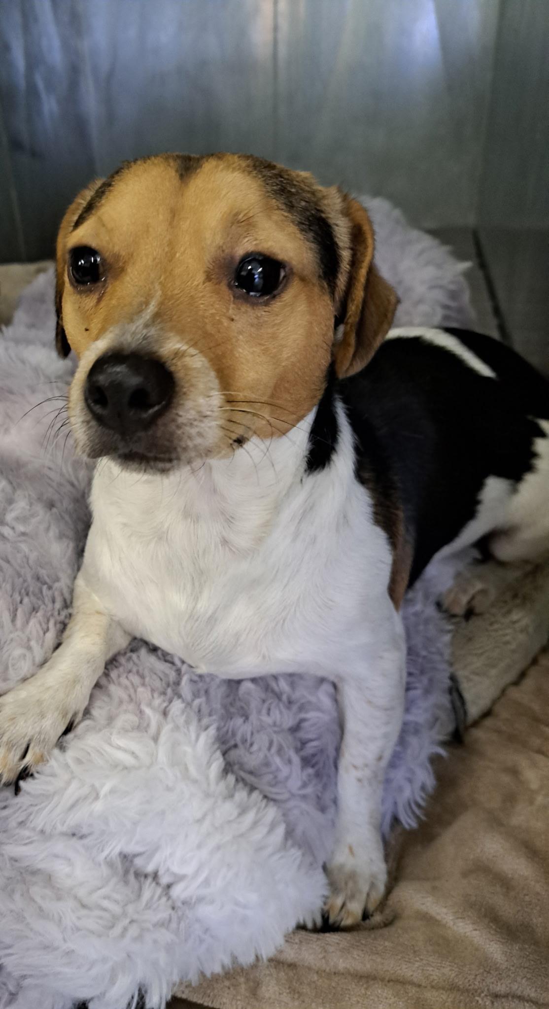Trooper, ADOPTABLE, Young Male Jack Russell Terrier.