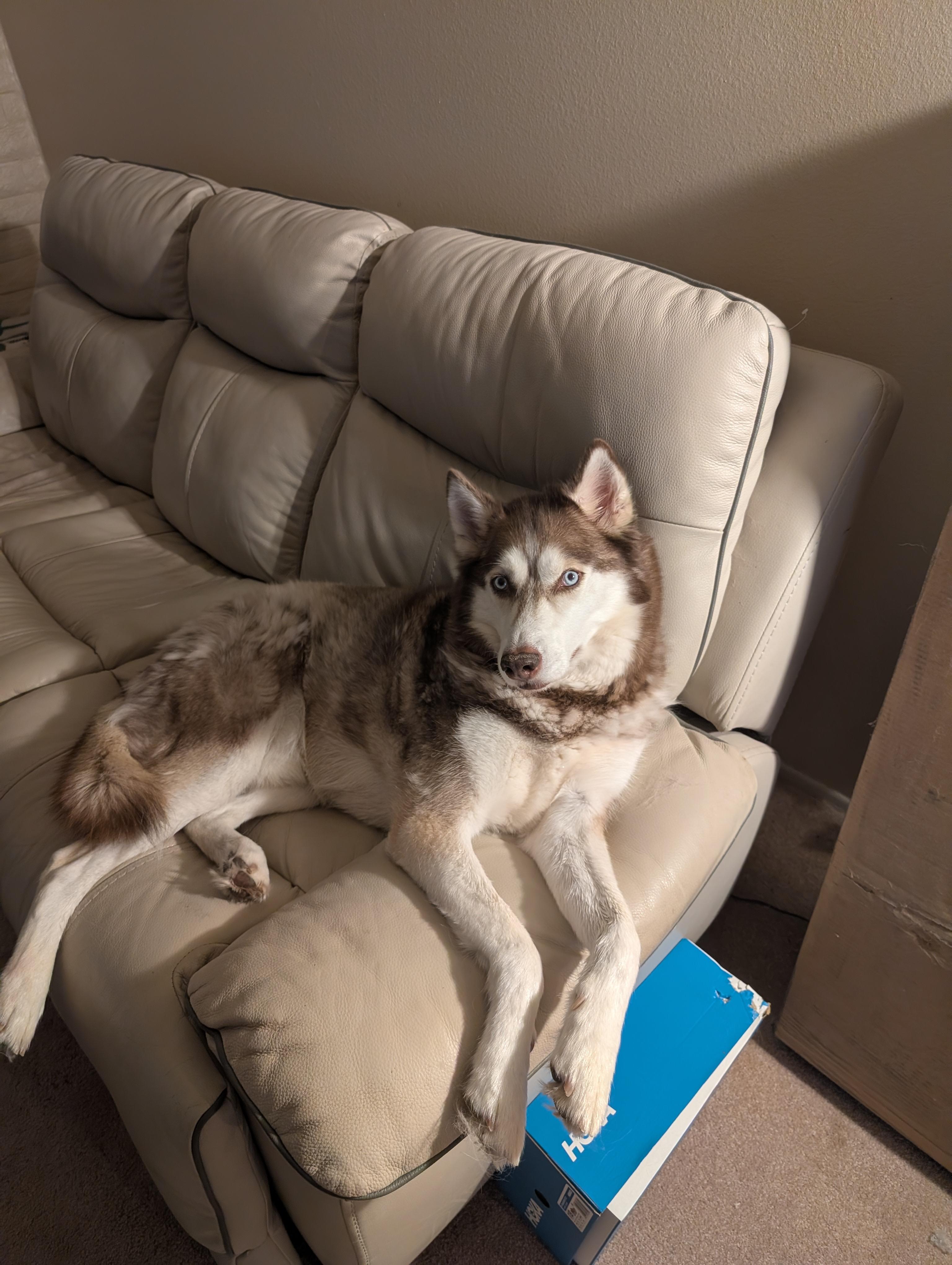 Cassmir, ADOPTABLE, Adult Male Siberian Husky.