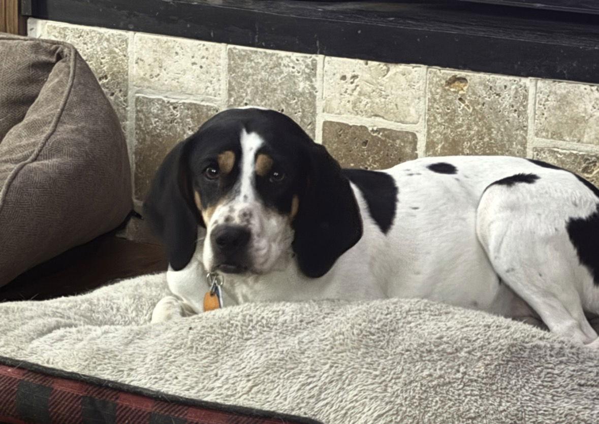 Enlarge Annie, a Adoptable mixed breed in Brookville, OH image 1/2