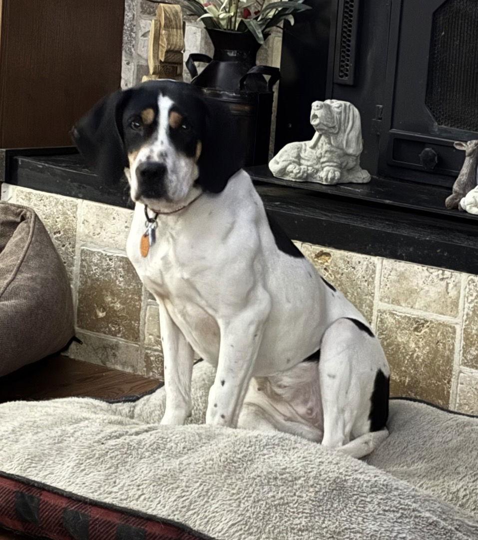 Enlarge Annie, a Adoptable mixed breed in Brookville, OH image 2/2