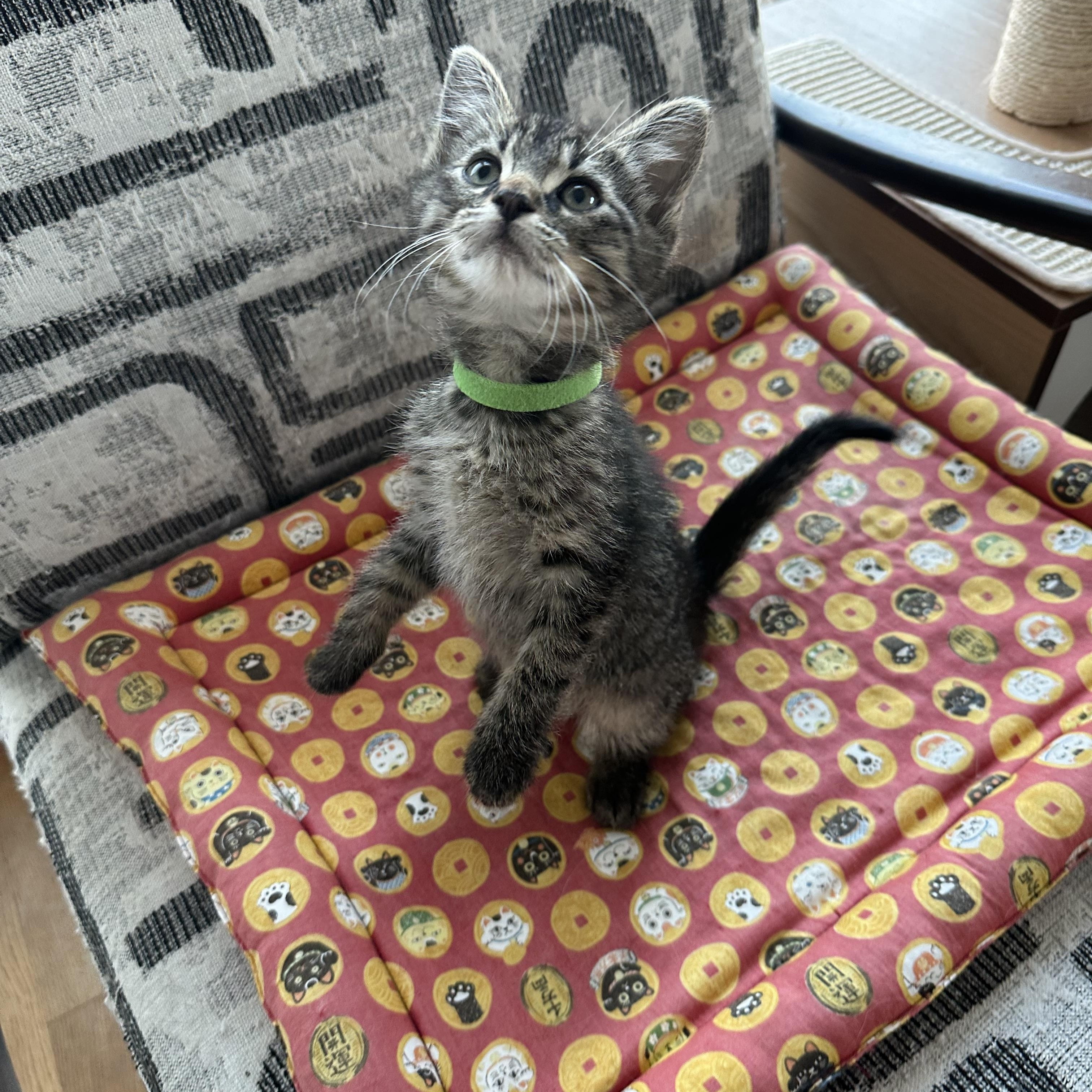 Enlarge Barney (Dino's brother), a ADOPTABLE Domestic Short Hair in Santa Monica, CA image 6/6