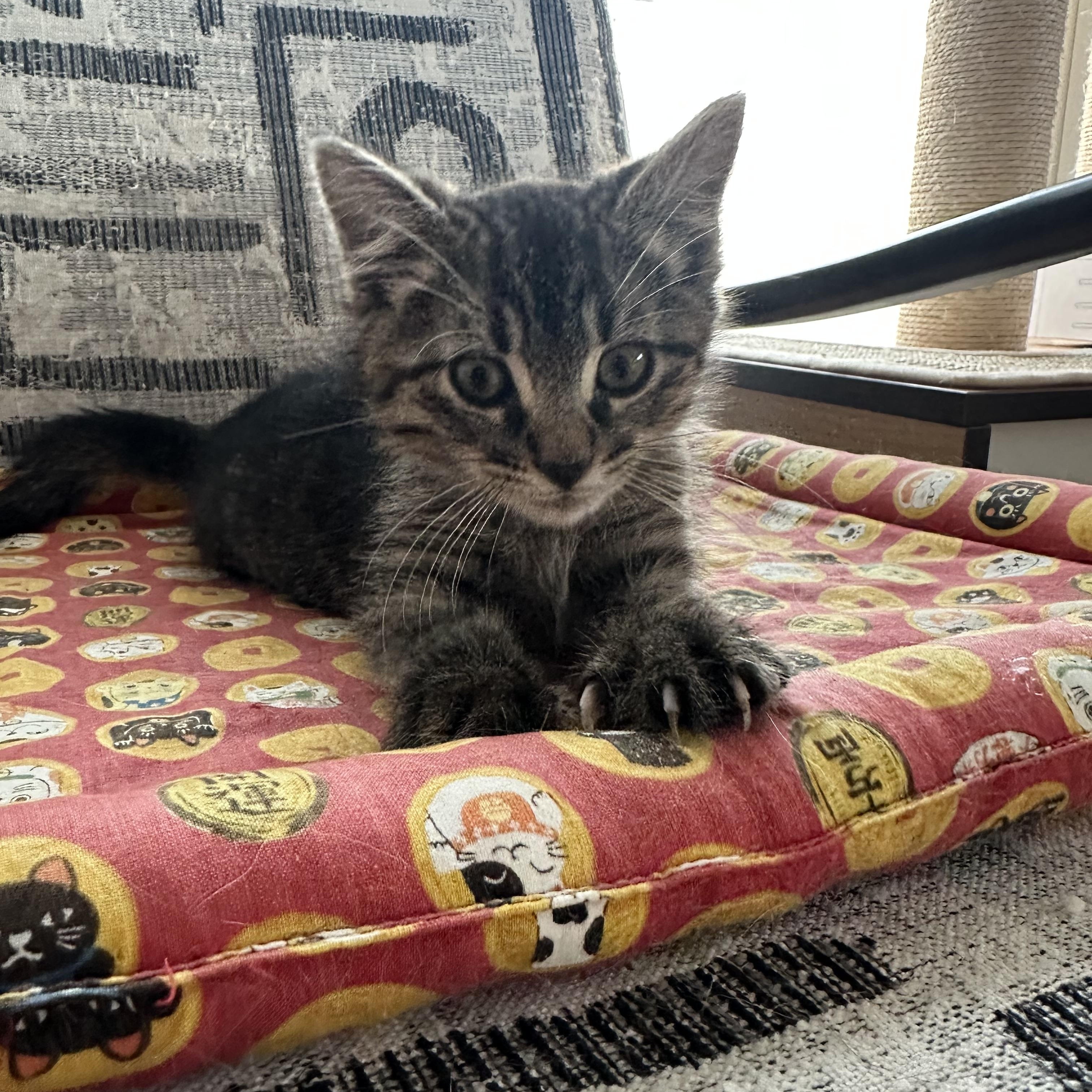 Enlarge Barney (Dino's brother), a ADOPTABLE Domestic Short Hair in Santa Monica, CA image 5/6