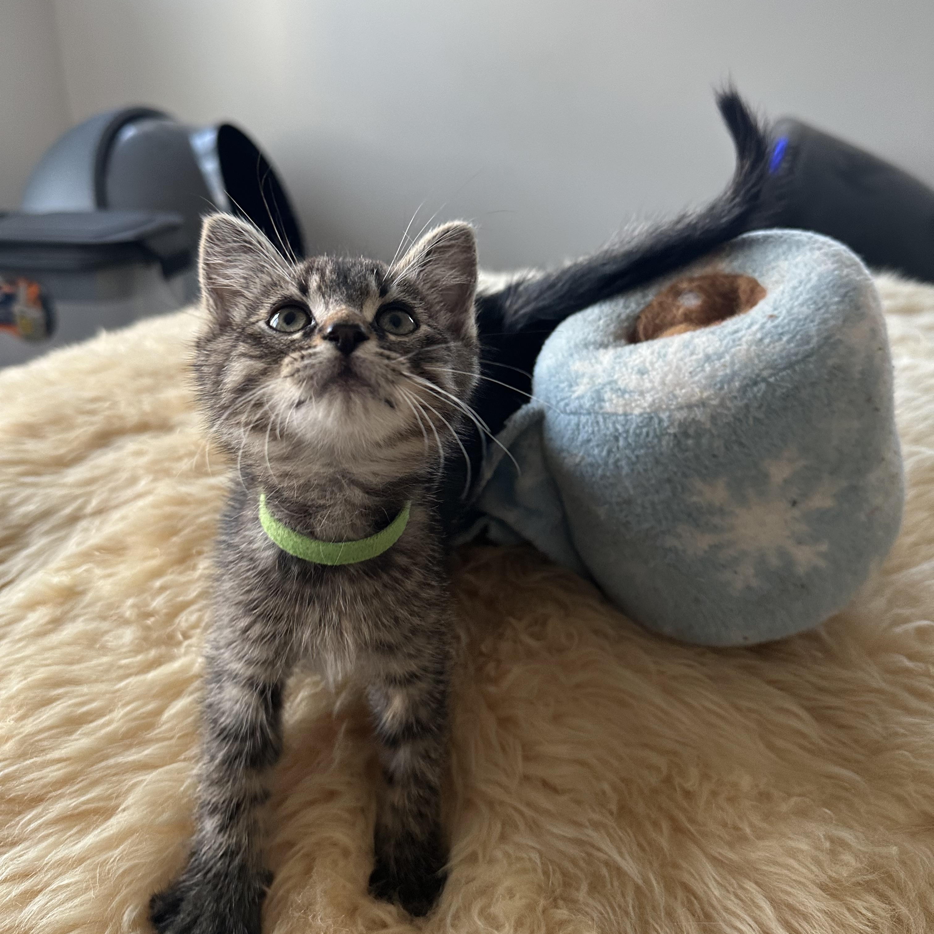 Enlarge Barney (Dino's brother), a ADOPTABLE Domestic Short Hair in Santa Monica, CA image 4/6