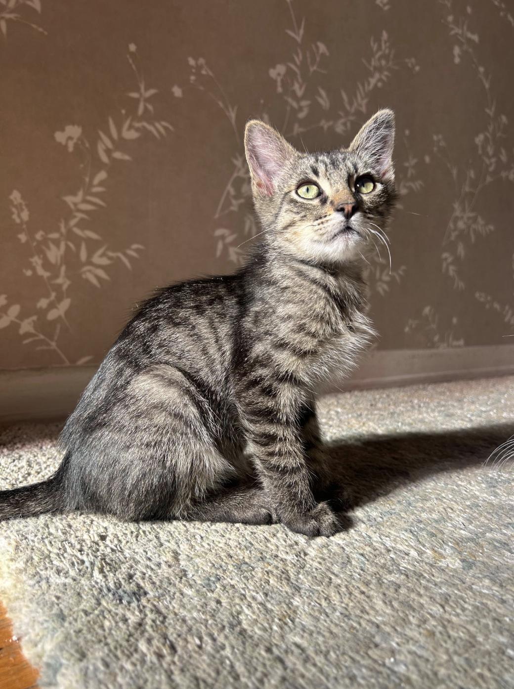 Enlarge Klein, a ADOPTABLE Domestic Short Hair in Santa Monica, CA image 1/6