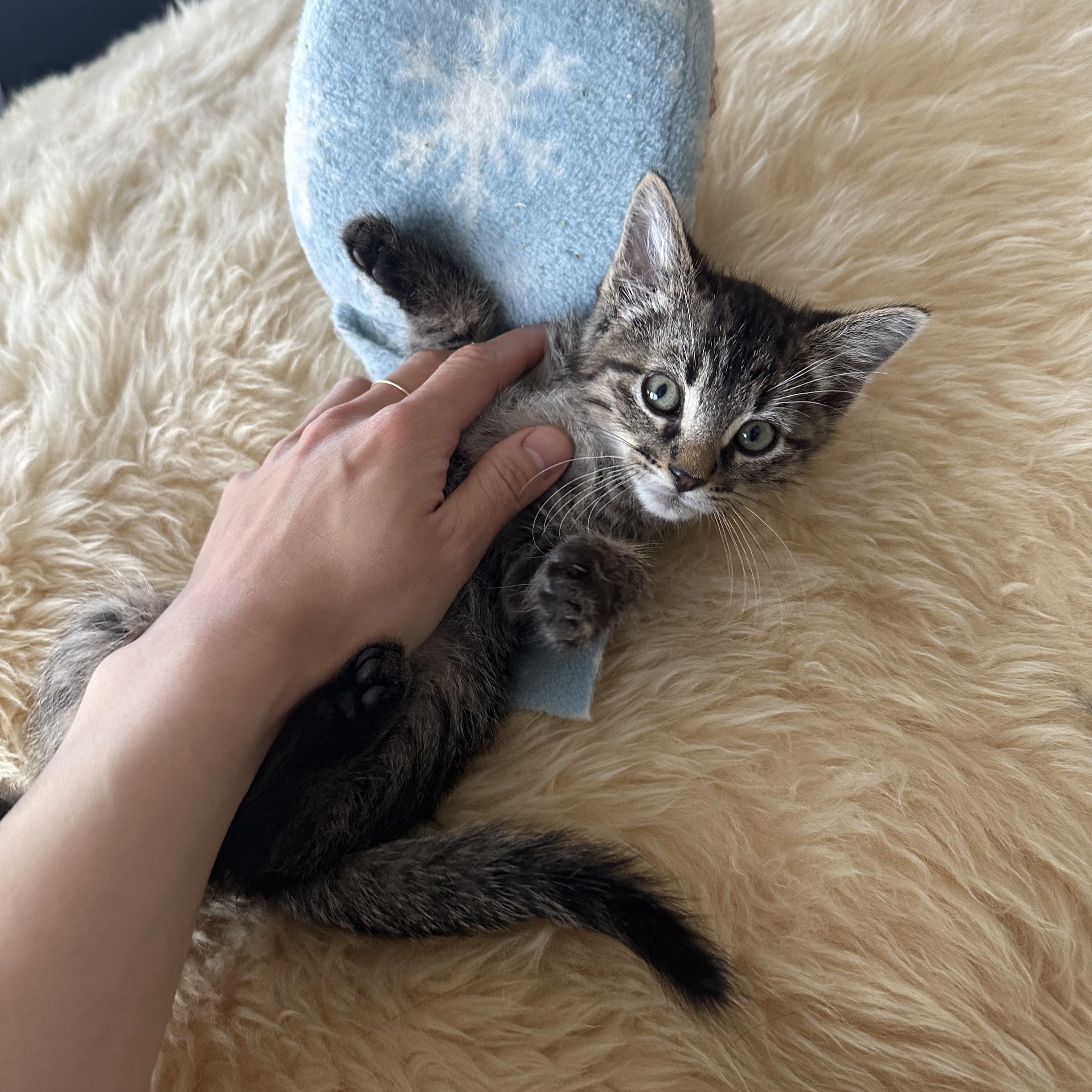 Enlarge Barney (Dino's brother), a ADOPTABLE Domestic Short Hair in Santa Monica, CA image 3/6