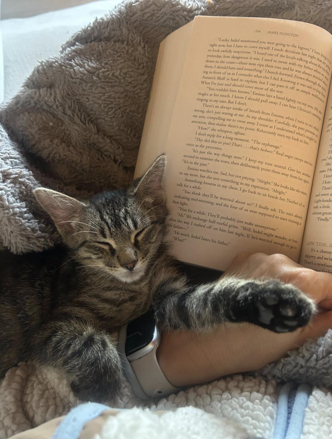 Enlarge Klein, a ADOPTABLE Domestic Short Hair in Santa Monica, CA image 3/6