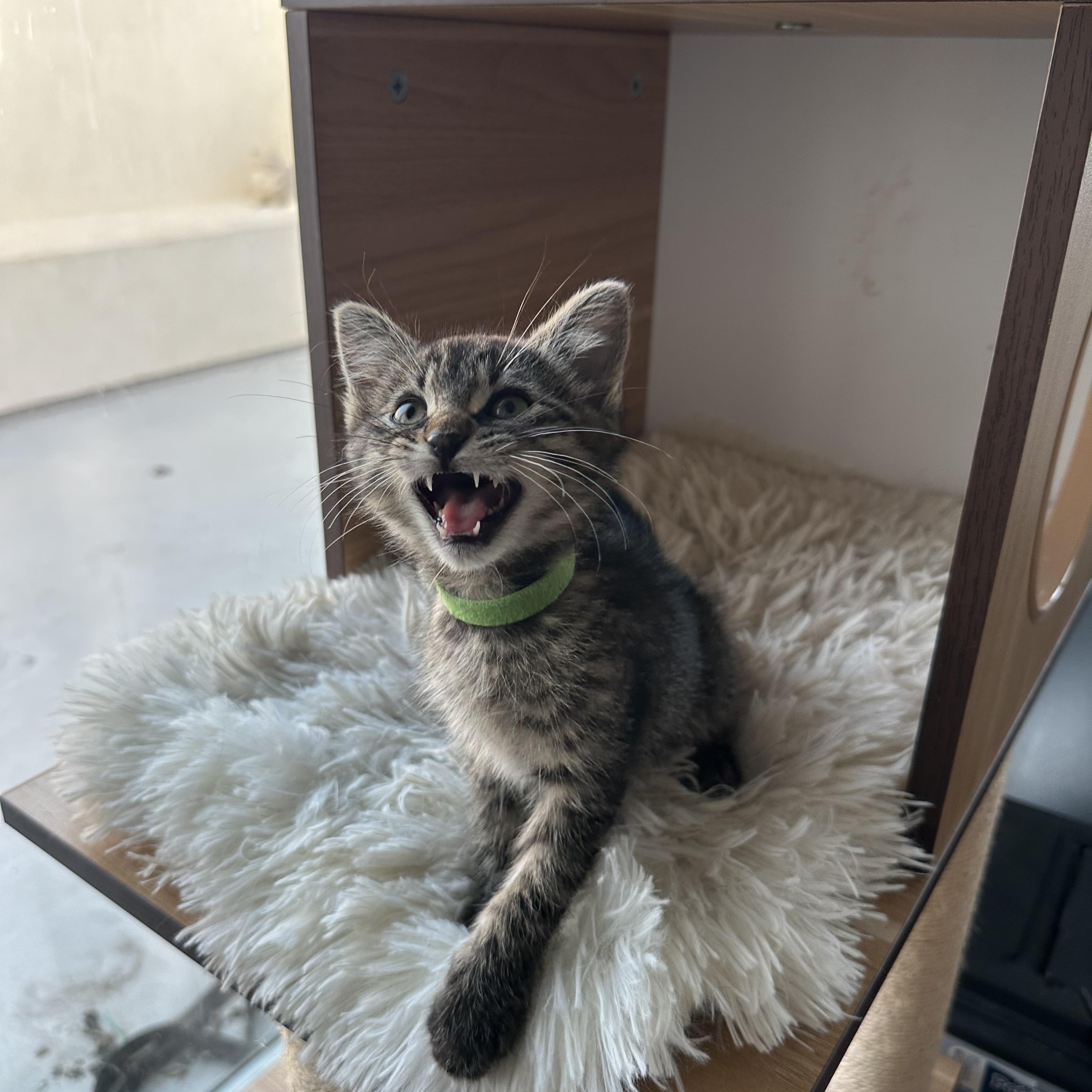 Barney (Dino's brother), ADOPTABLE, Kitten Male Domestic Short Hair.