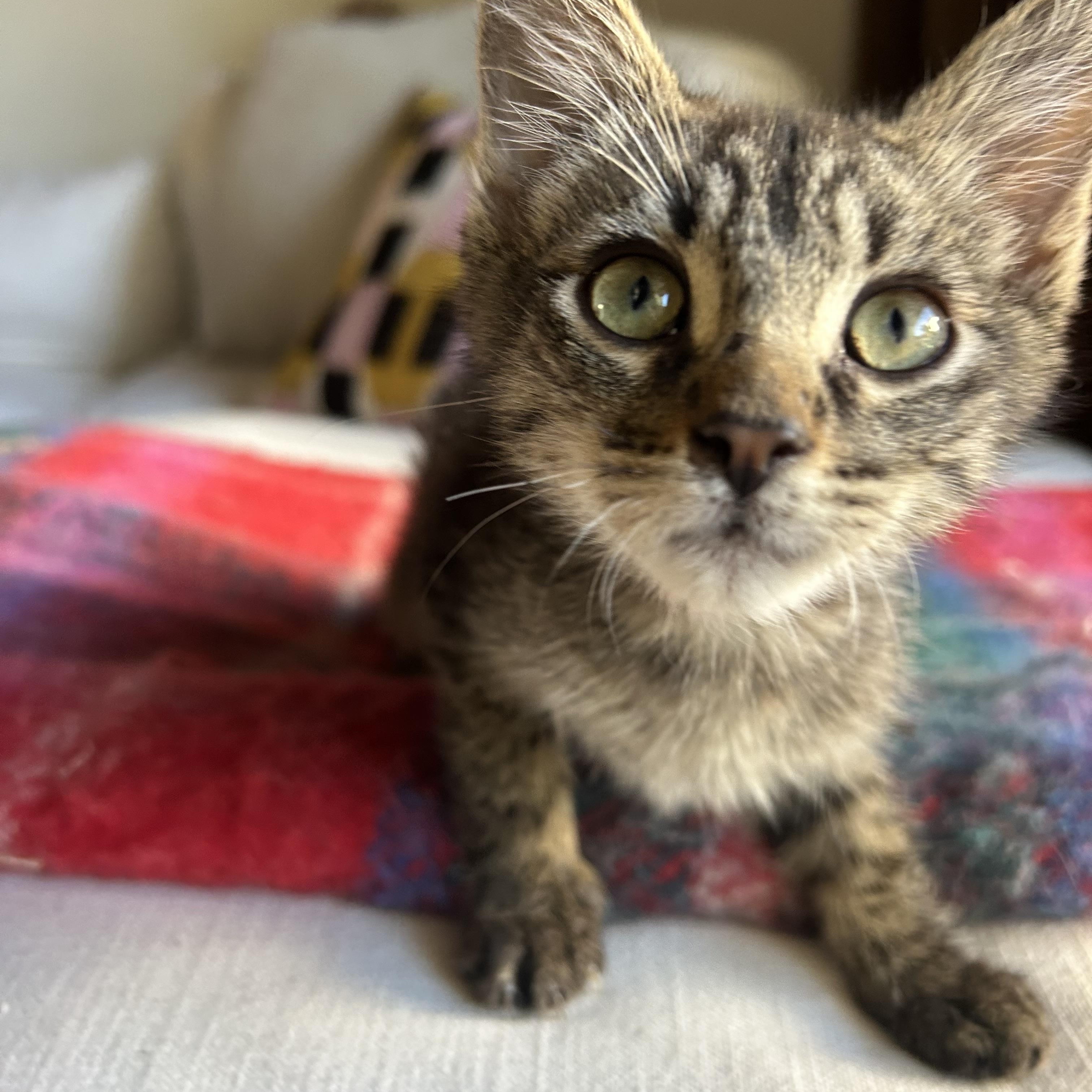 Klein (Teddy’s brother), ADOPTABLE, Kitten Male Domestic Short Hair.