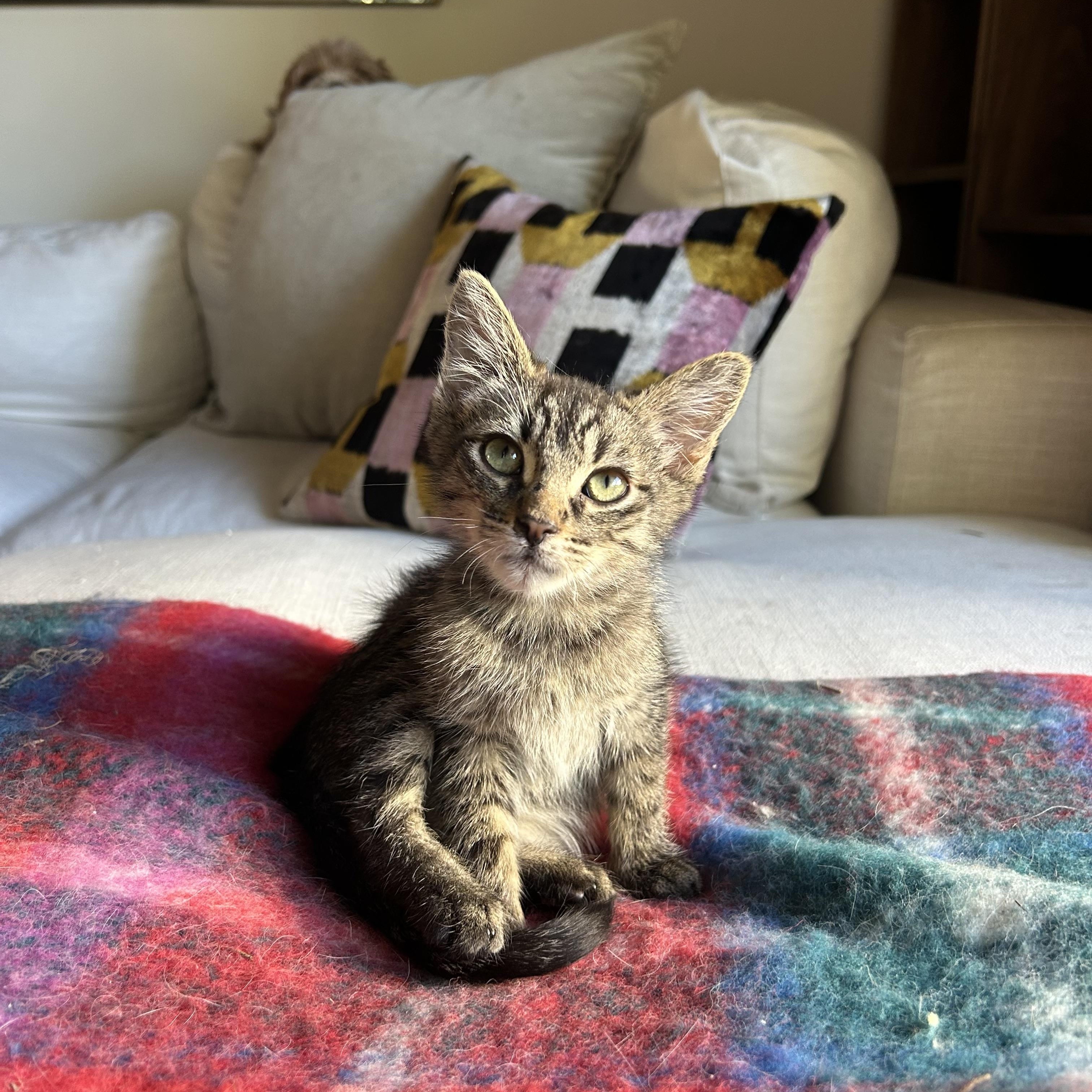 Enlarge Klein, a ADOPTABLE Domestic Short Hair in Santa Monica, CA image 5/6