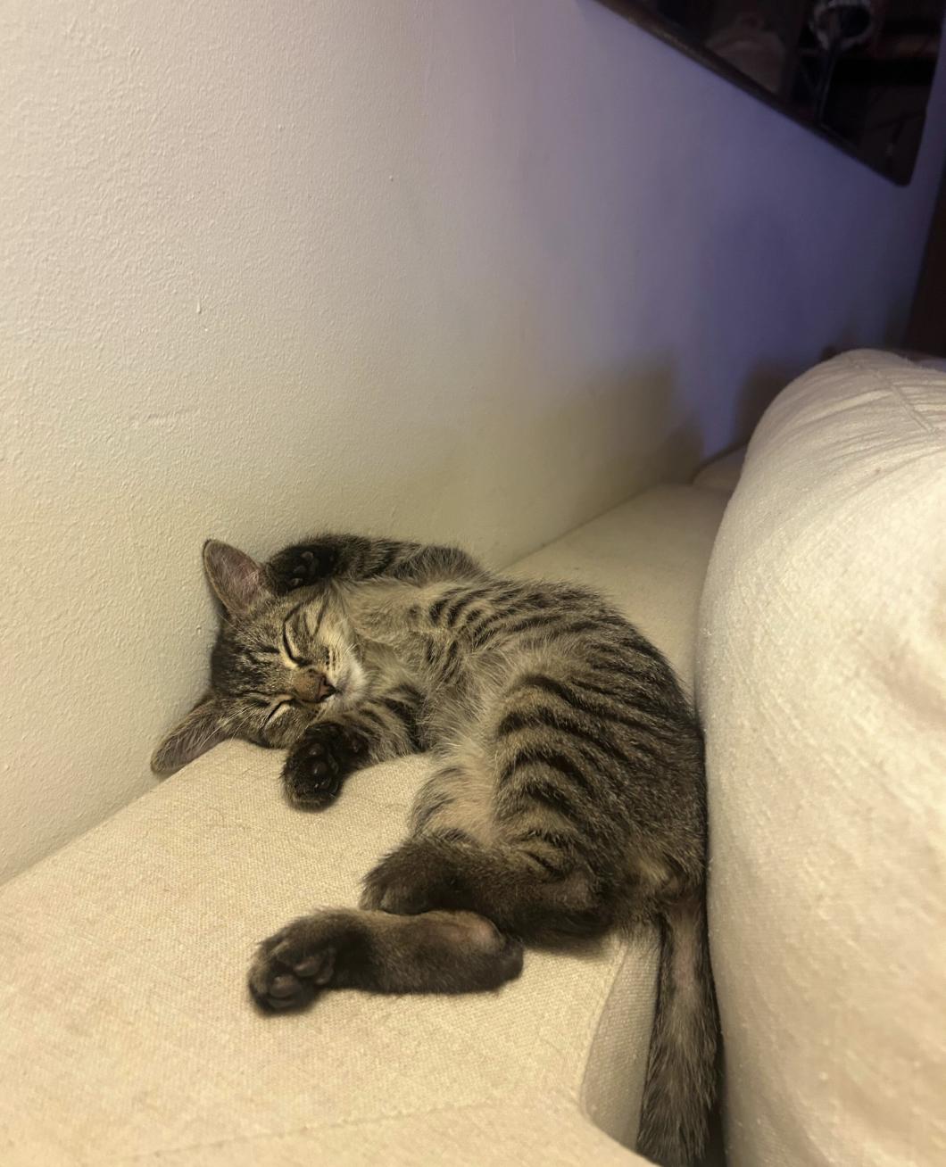 Enlarge Klein, a ADOPTABLE Domestic Short Hair in Santa Monica, CA image 4/6