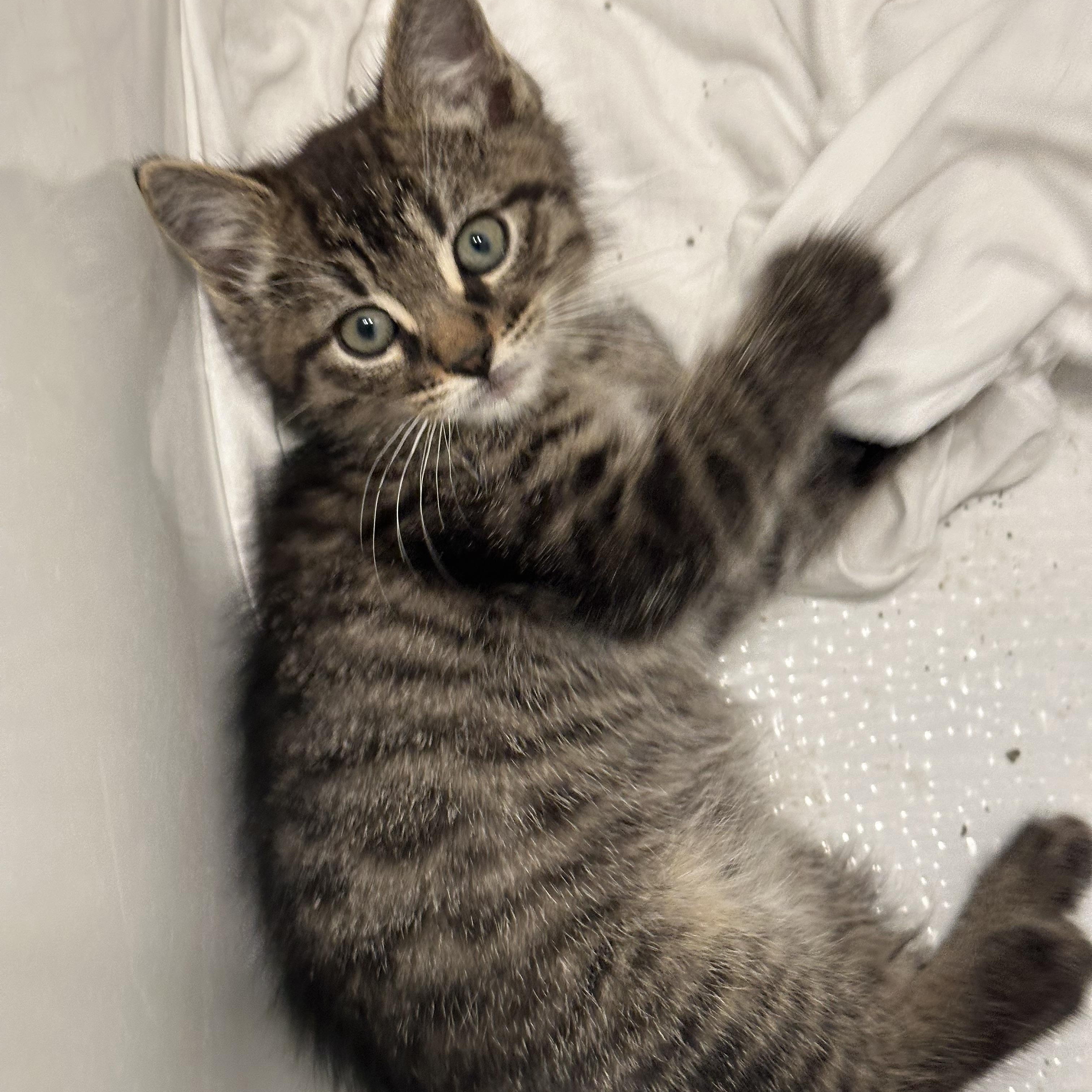 Enlarge Barney (Dino's brother), a ADOPTABLE Domestic Short Hair in Santa Monica, CA image 2/6