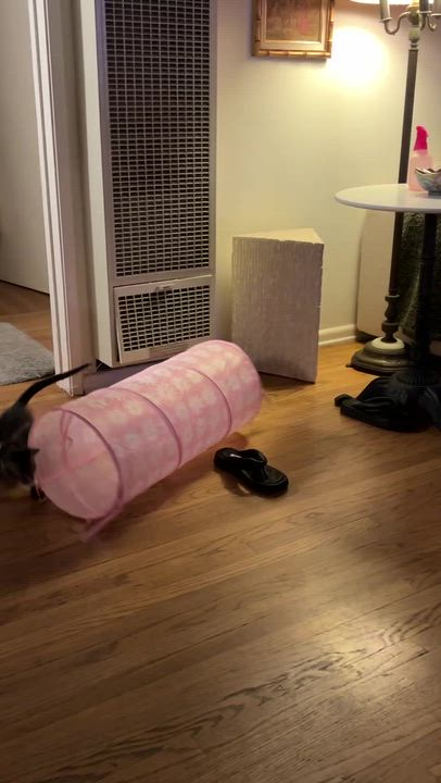 Enlarge Klein, a ADOPTABLE Domestic Short Hair in Santa Monica, CA video 6/6